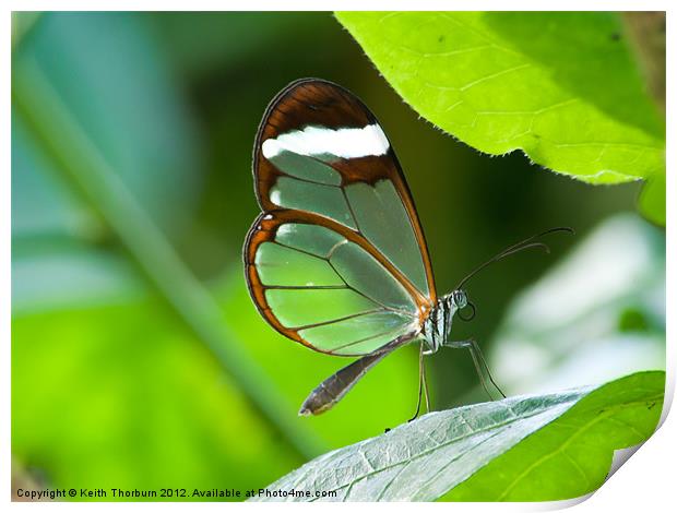 Glasswing Butterfly Print by Keith Thorburn EFIAP/b