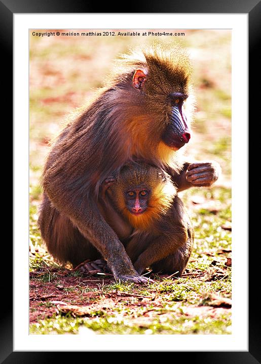 mother and baby Framed Mounted Print by meirion matthias