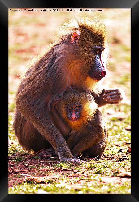 mother and baby Framed Print by meirion matthias
