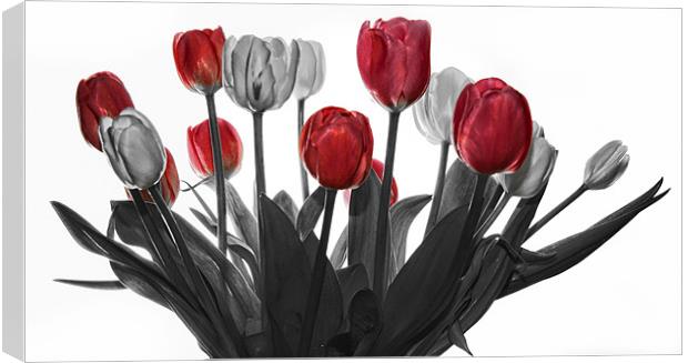 Tulips Canvas Print by Jennie Franklin