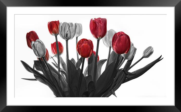 Tulips Framed Mounted Print by Jennie Franklin