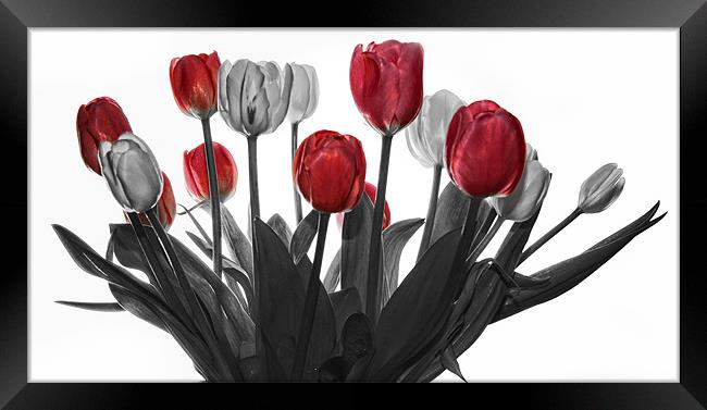 Tulips Framed Print by Jennie Franklin