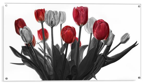 Tulips Acrylic by Jennie Franklin