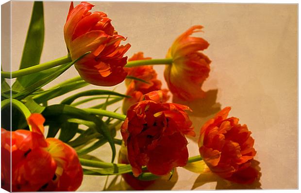 Orange Tulips Canvas Print by Jacqi Elmslie