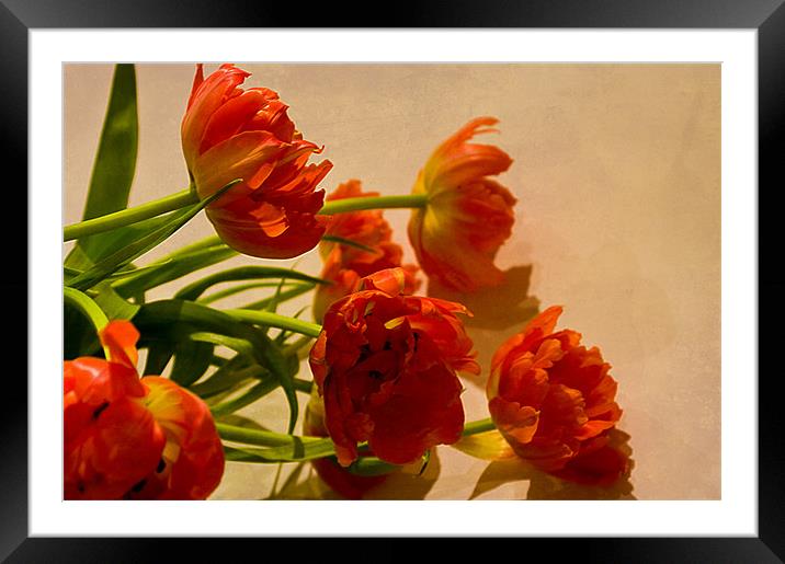 Orange Tulips Framed Mounted Print by Jacqi Elmslie