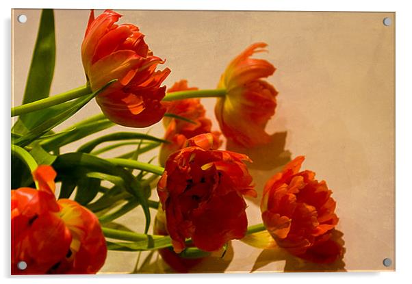 Orange Tulips Acrylic by Jacqi Elmslie