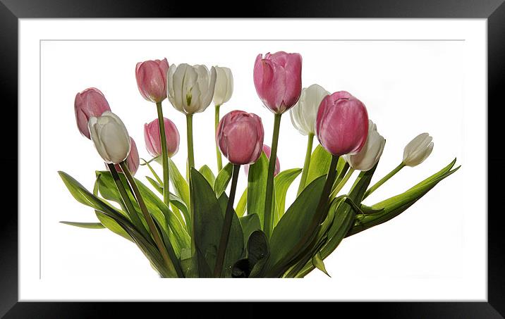 Pink & White Tulips Framed Mounted Print by Jennie Franklin