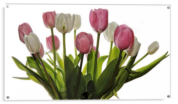 Pink & White Tulips Acrylic by Jennie Franklin