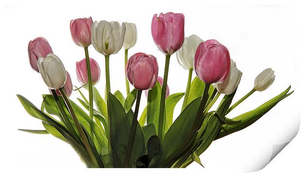 Pink & White Tulips Print by Jennie Franklin