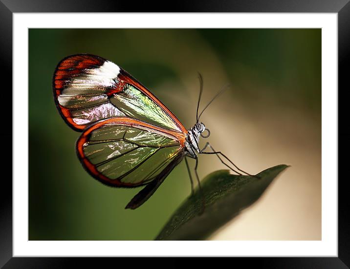 Glasswing Butterfly Framed Mounted Print by Grant Glendinning