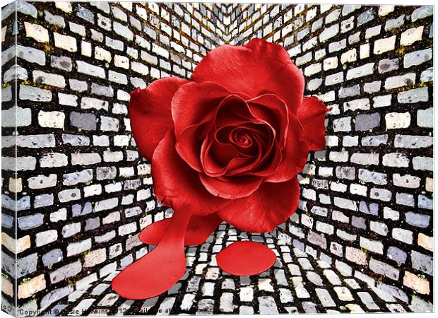 Wall flower.. Canvas Print by Susie Hawkins
