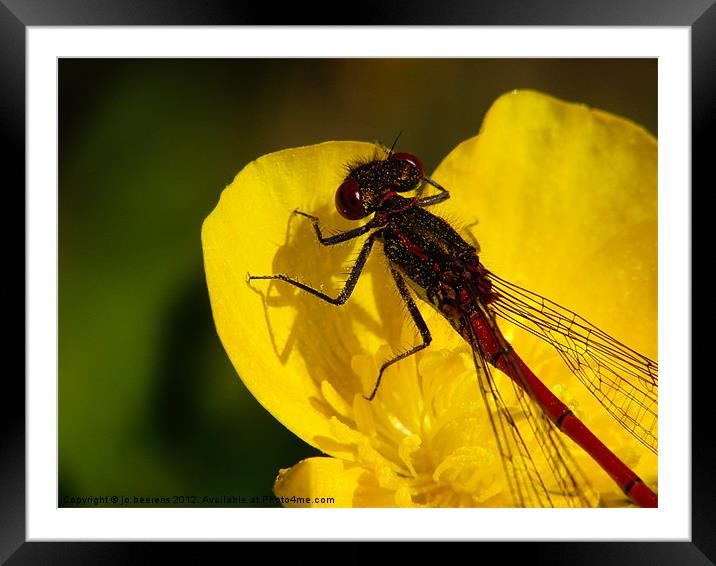 pollinator Framed Mounted Print by Jo Beerens
