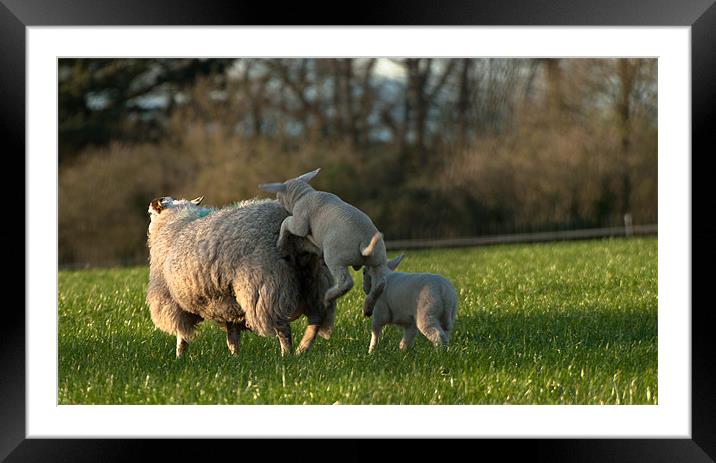 Frolicking Lambs Framed Mounted Print by Declan Howard