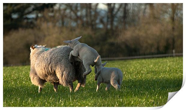 Frolicking Lambs Print by Declan Howard