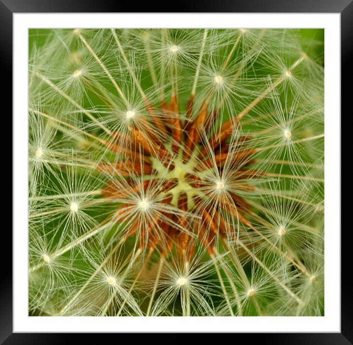 Dandelion florets Framed Mounted Print by simon sugden