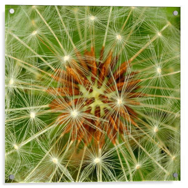 Dandelion florets Acrylic by simon sugden
