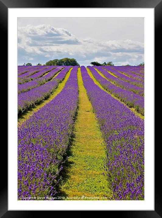Mayfield Lavender Fields Surrey Framed Mounted Print by Steve Hughes