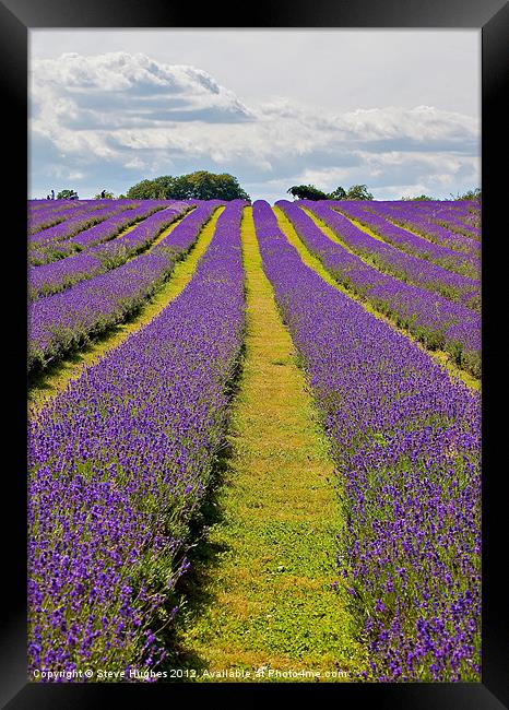 Mayfield Lavender Fields Surrey Framed Print by Steve Hughes