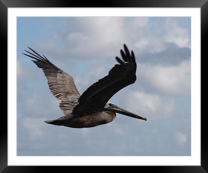 The Pelican Framed Mounted Print by Stan Dooley