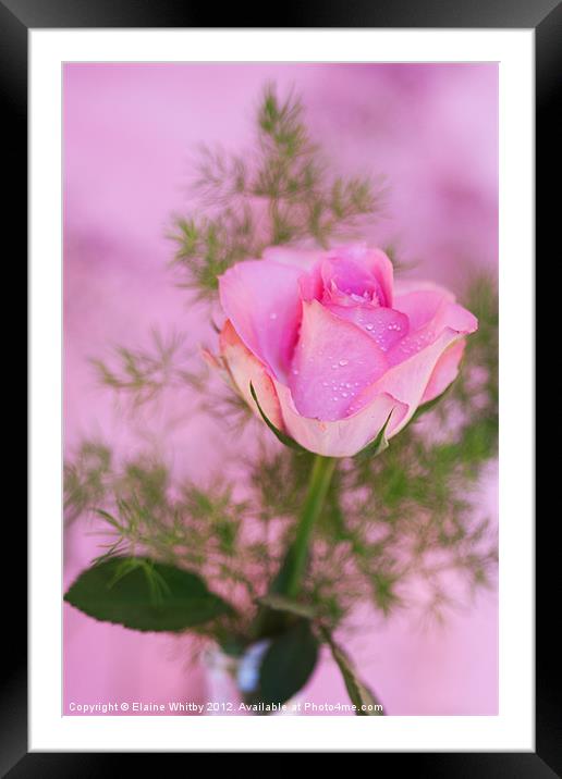 Pink Rose Framed Mounted Print by Elaine Whitby
