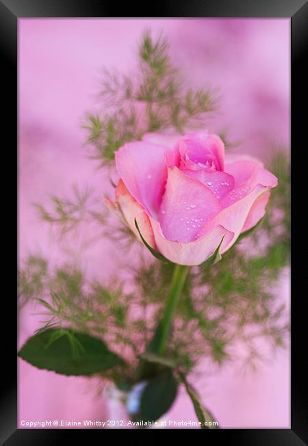 Pink Rose Framed Print by Elaine Whitby