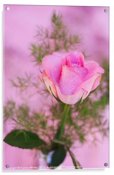 Pink Rose Acrylic by Elaine Whitby