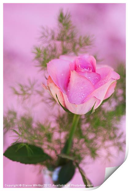 Pink Rose Print by Elaine Whitby