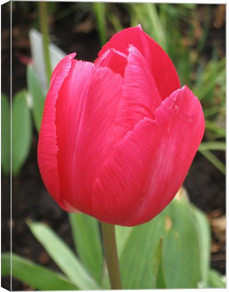 Red Tulip Flower, April Canvas Print by Judy Dann