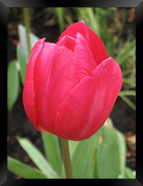 Red Tulip Flower, April Framed Print by Judy Dann
