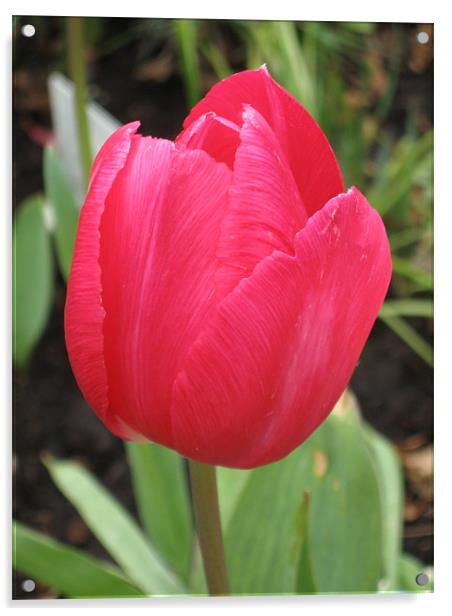 Red Tulip Flower, April Acrylic by Judy Dann