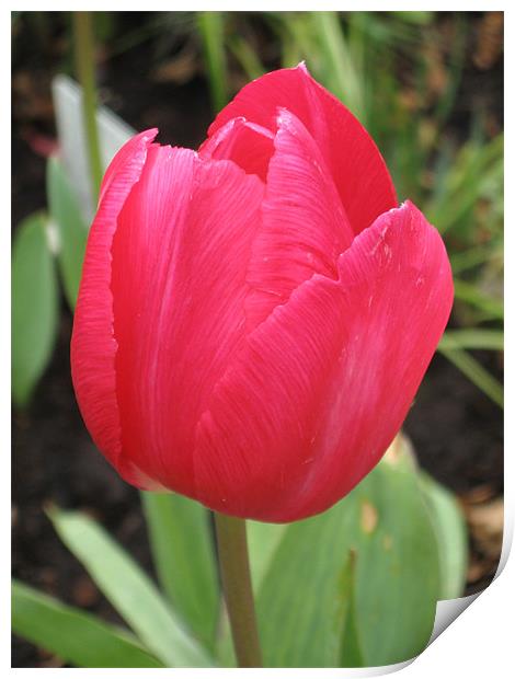 Red Tulip Flower, April Print by Judy Dann