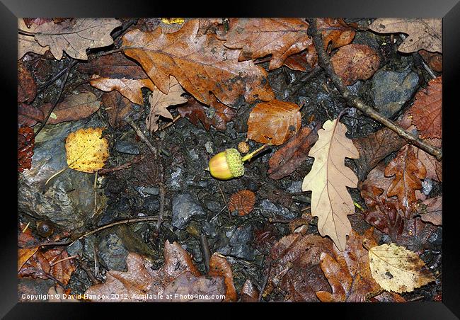 Hope Of Life Framed Print by David Hancox