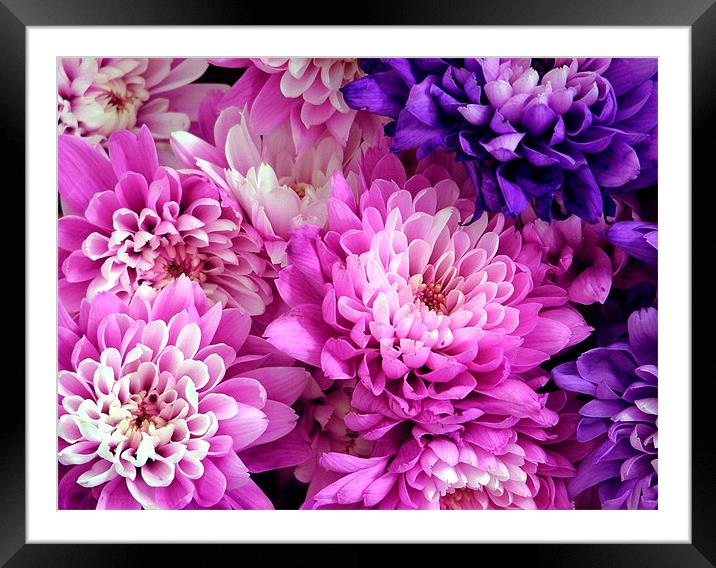 Petals for my flower Framed Mounted Print by Lee Stokoe
