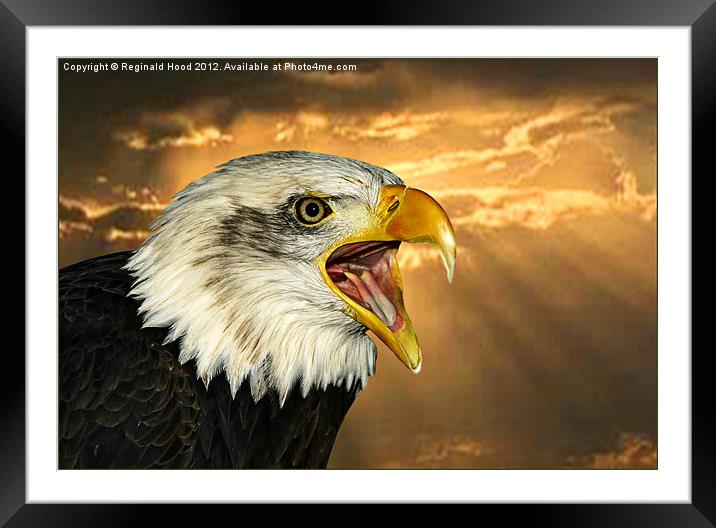 Bald Eagle Framed Mounted Print by Reginald Hood