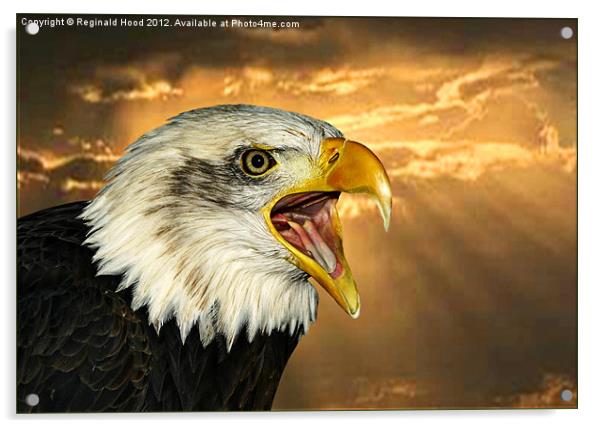 Bald Eagle Acrylic by Reginald Hood