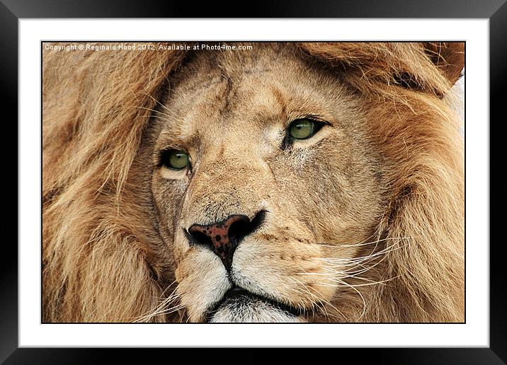 African Lion Framed Mounted Print by Reginald Hood