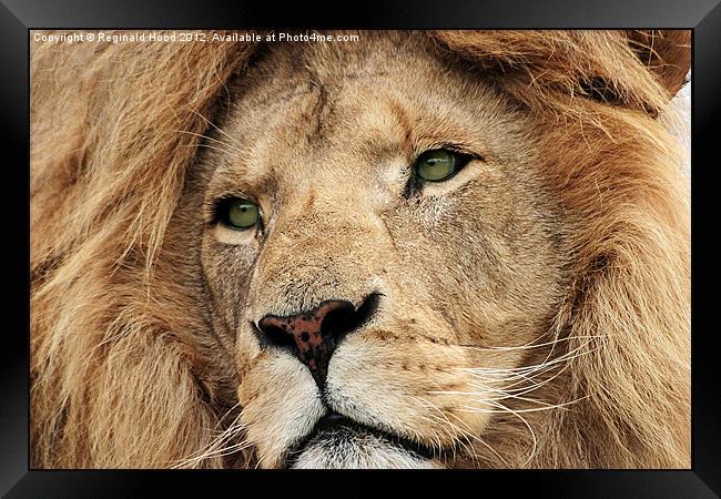 African Lion Framed Print by Reginald Hood