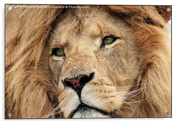 African Lion Acrylic by Reginald Hood