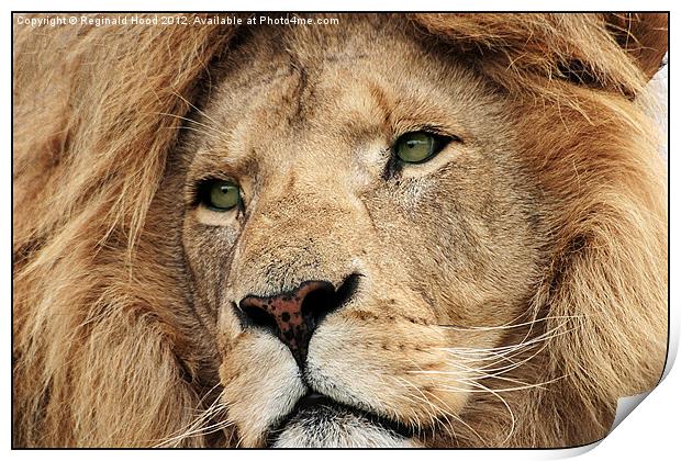 African Lion Print by Reginald Hood