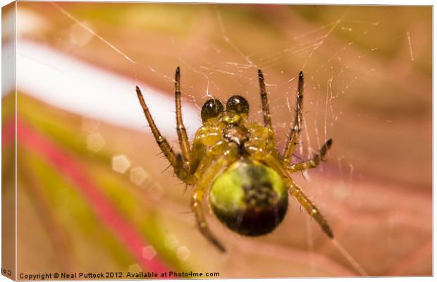 Incy Wincy Spider Canvas Print by Neal P
