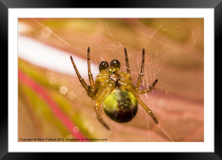 Incy Wincy Spider Framed Mounted Print by Neal P