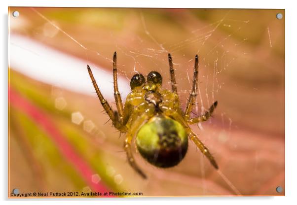 Incy Wincy Spider Acrylic by Neal P