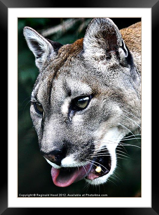 Puma Framed Mounted Print by Reginald Hood