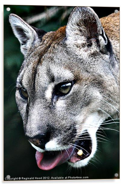 Puma Acrylic by Reginald Hood