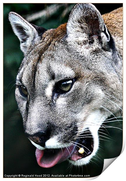 Puma Print by Reginald Hood
