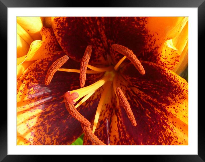 The Lily Framed Mounted Print by Millie Duckett