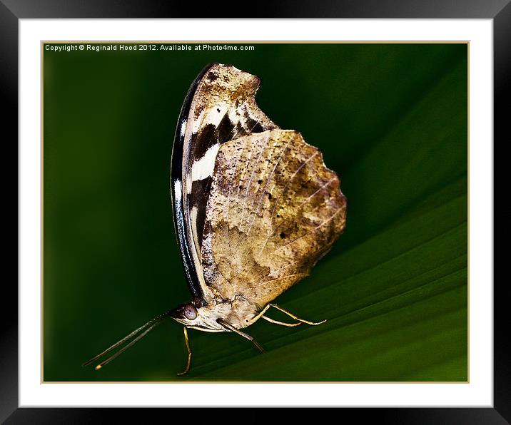 Butterfly Framed Mounted Print by Reginald Hood