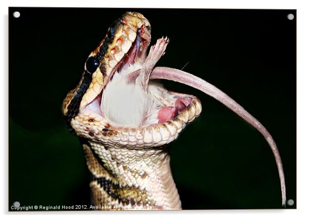 Royal Python, Python Regis Acrylic by Reginald Hood