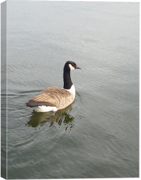The Goose Canvas Print by Millie Duckett