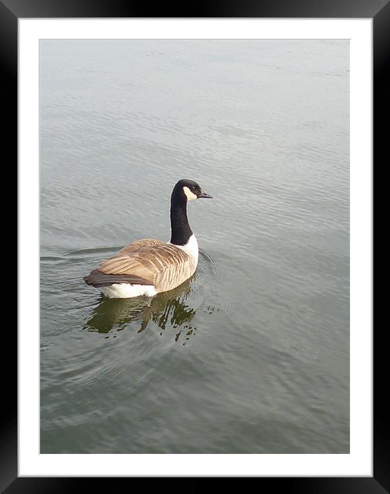 The Goose Framed Mounted Print by Millie Duckett